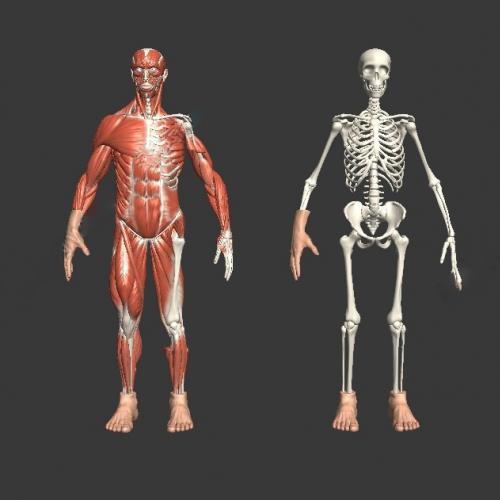 人体肌肉和骨骼解剖3D模型