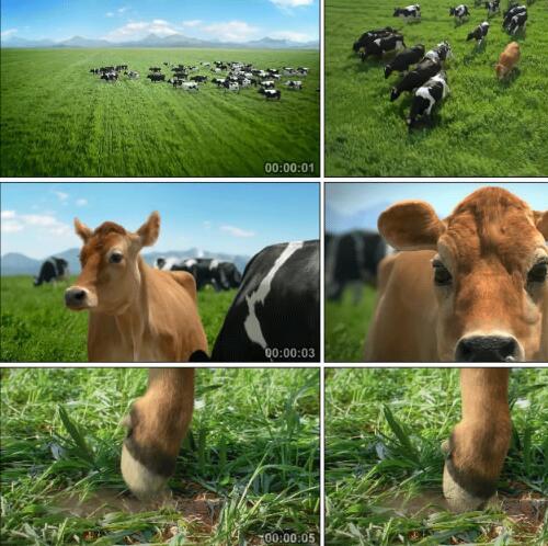 有机牧场小牛奶牛放牧视频素材，风景大自然草原牧场乳牛动物高清动画视频素材 1280x720
