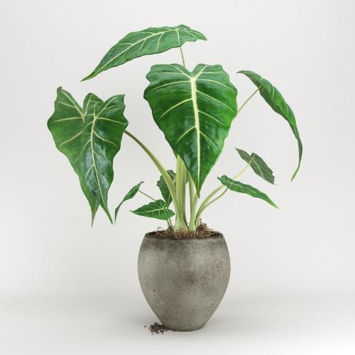 写实级一颗观赏盆栽绿色绿叶植物花卉CG模型，含3dmax/obj/fbx格式，V-Ray渲染器，有贴图
