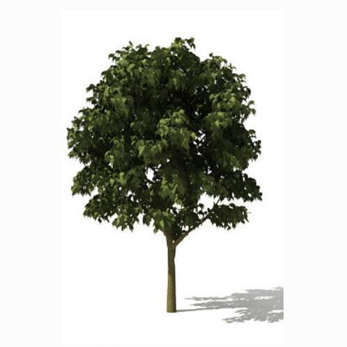绿色树木大树植物Tree 3ds模型，含贴图
