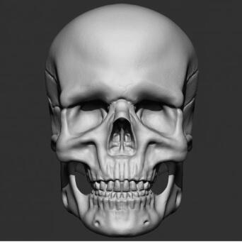 写实人物人类头部骷髅头骨CG模型，含obj/fbx/stl模型格式！Skull 