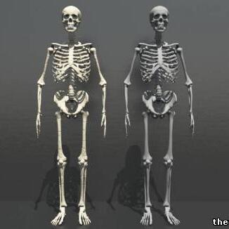 一副完整的人体骨架骷髅骨架骨骼CG模型3ds模型obj模型，有贴图！Skeleton 