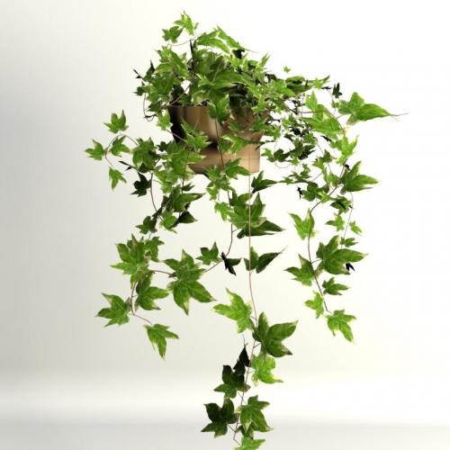 写实吊篮绿叶观赏花篮花卉植物绿植CG模型3dmax模型！有贴图！