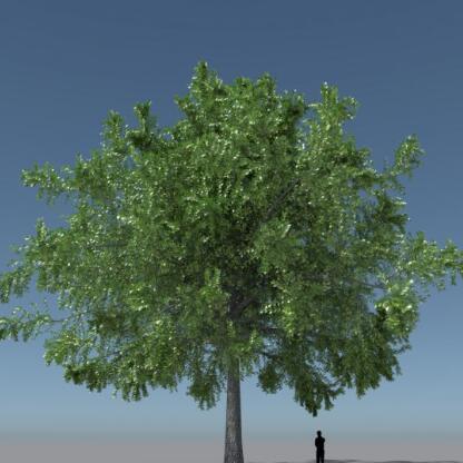 枝繁叶茂写实的绿色大树百年大树植物CG模型obj模型！有贴图！