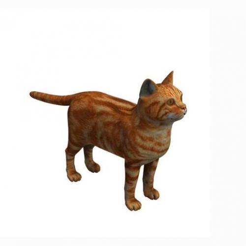 一只小黄猫宠物小猫动物CG模型obj模型！有贴图！Cat 