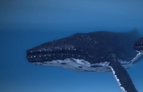 驼背鲸深海蓝鲸须鲸unity模型素材！Humpback Whale
