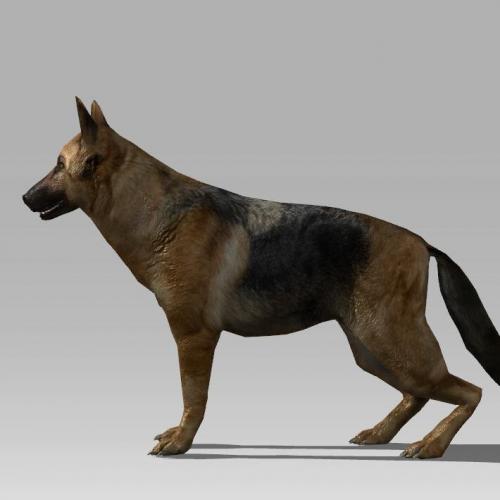 一只小狼狗德国牧羊犬动物动画CG模型，含u3d/fbx/dae等3d模型格式！有贴图！