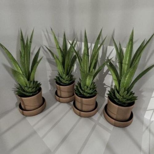盆栽观赏植物商务绿叶植物花卉CG模型，含stl/obj/fbx/3ds/blend等3d模型格式！有贴图！Indoor Pot Plant