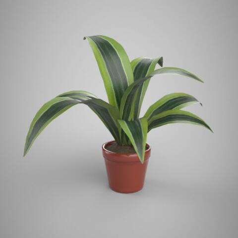 家庭观赏盆栽花卉绿植CG模型，含obj/fbx 3d模型格式！有贴图！House Plant