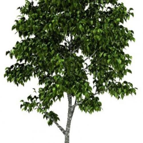 一颗绿色树木大树CG模型blend模型！Birch Tree