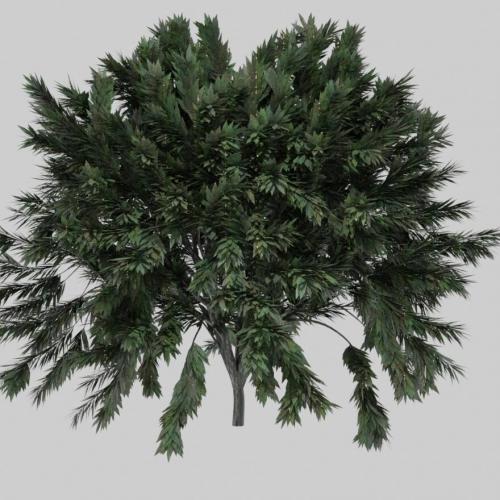 写实的绿色松针大树尖锐树叶植物树木CG模型，含fbx/obj/3ds/blend等3d模型格式！有材质！Realistic Tree