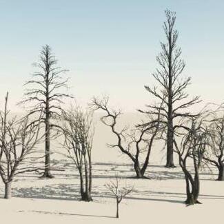 冬天雪地里的干枯树枝树木树干枯树植物CG模型3ds模型！有贴图！Some Dead Trees