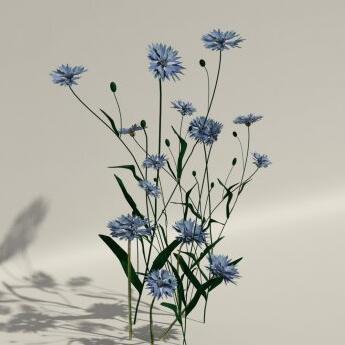 蓝色的鲜花植物花朵插画观赏植物CG模型！含obj/3dmax等3d模型格式！有贴图！Cornflower 